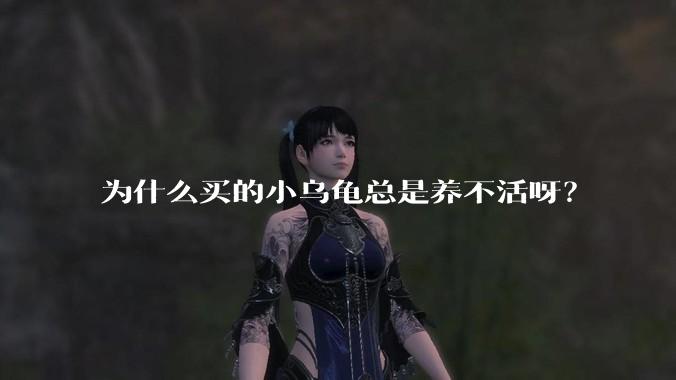 为什么买的小乌龟总是养不活呀？